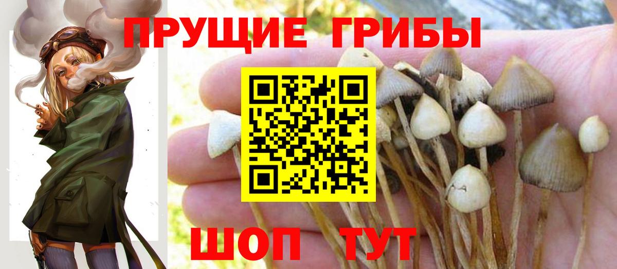 Псилоцибиновые грибы Psilocybine cubensis Люберцы